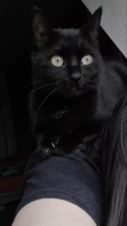 TikTok video thumbnail by marythecrazyheadcat