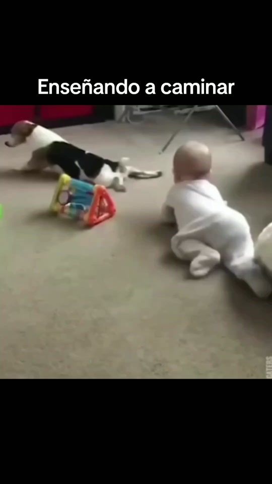 TikTok video thumbnail by animales.gracioso