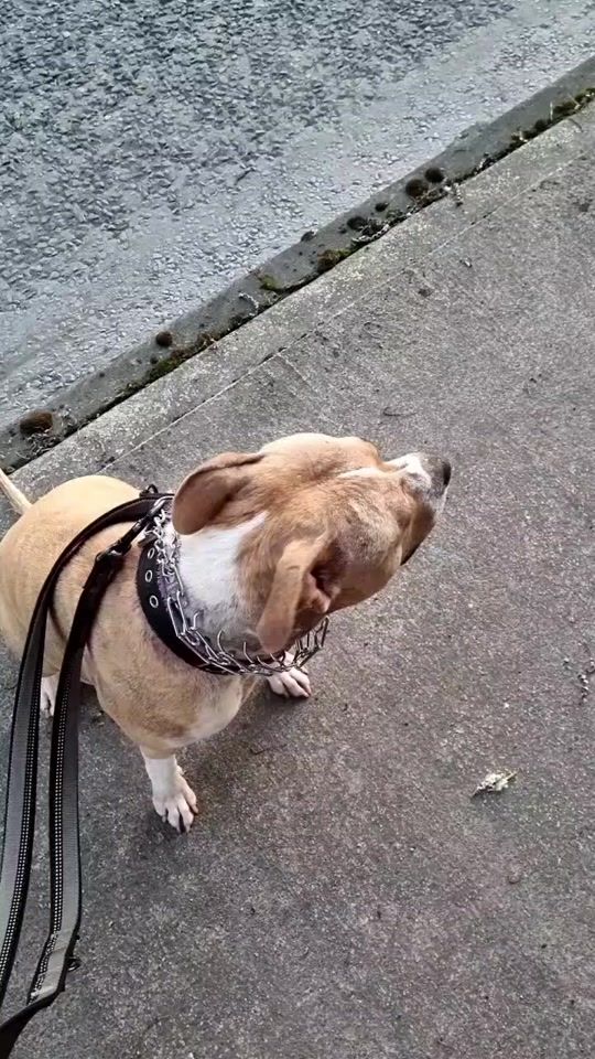 TikTok video thumbnail by apocalypse767