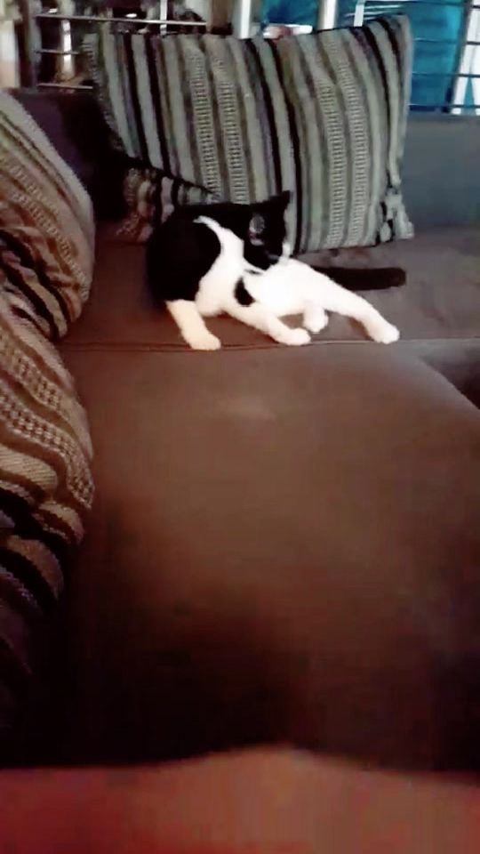 TikTok video thumbnail by cassandraalaalaa