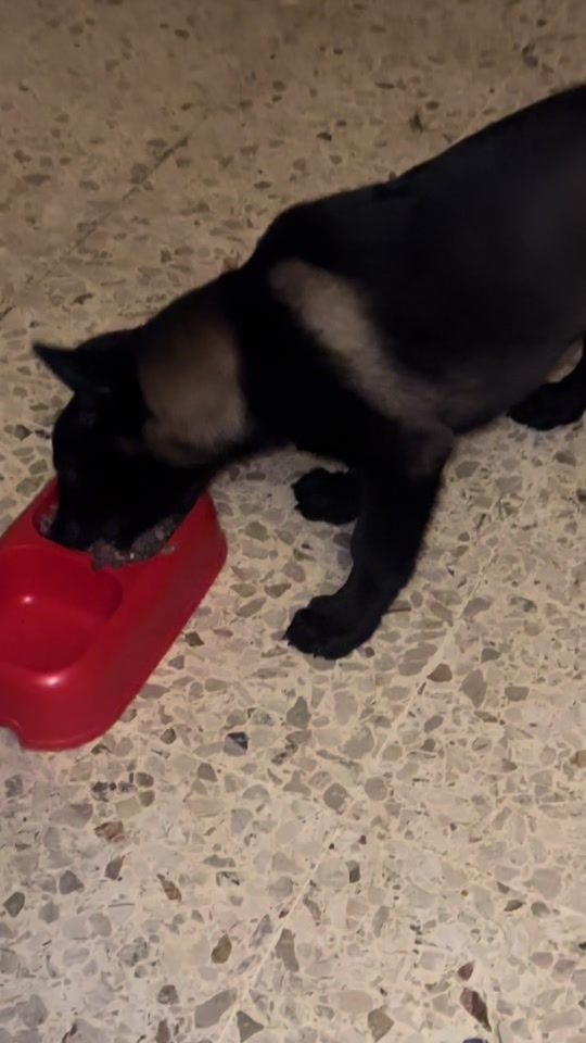 TikTok video thumbnail by leomal04