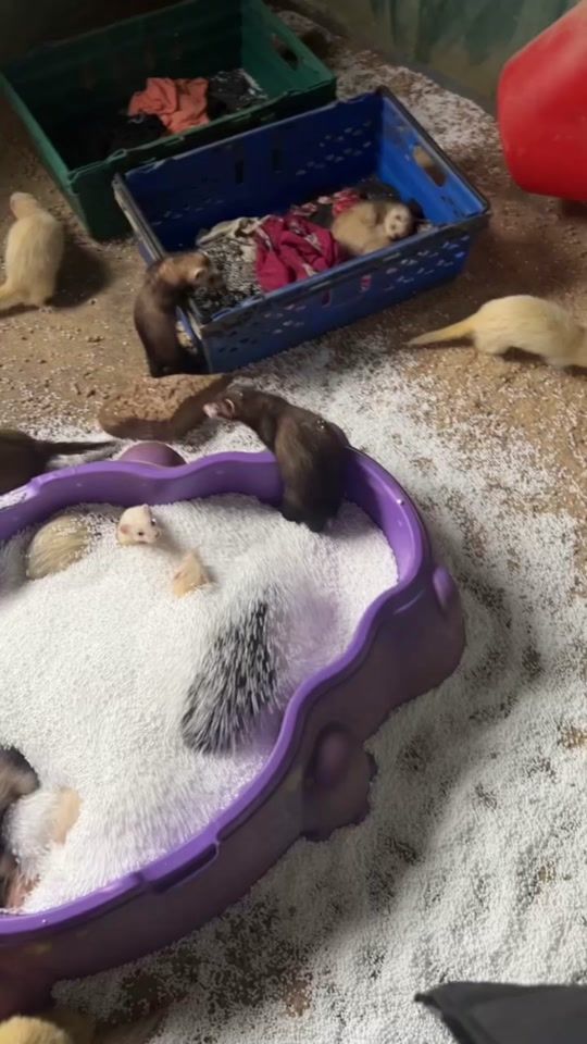 TikTok video thumbnail by rosie_stubbs_