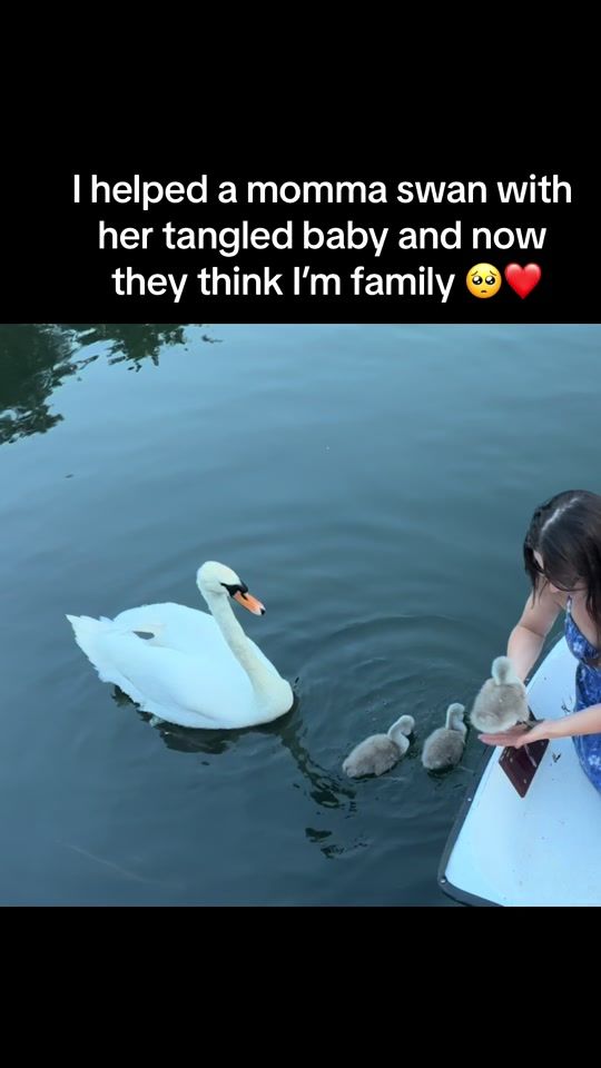 TikTok video thumbnail by teenietinytoni