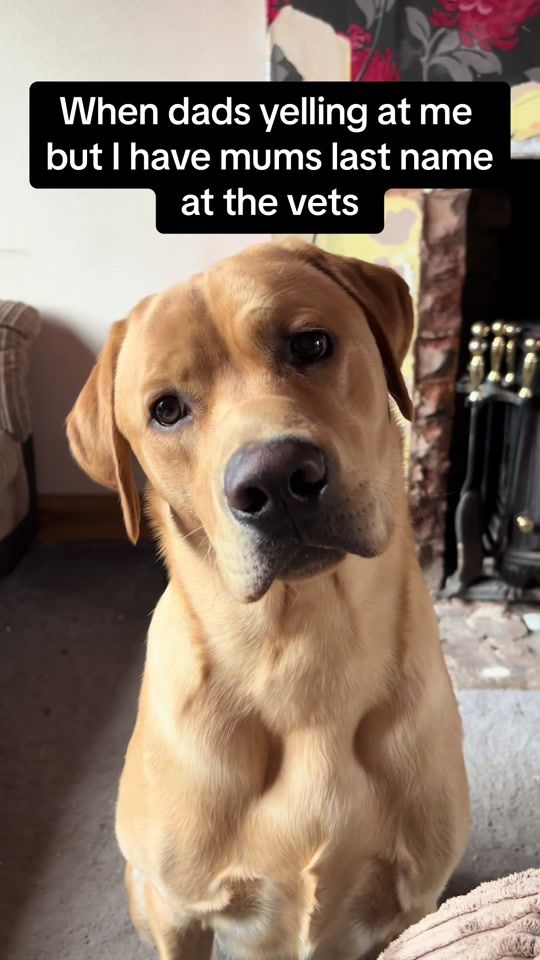 TikTok video thumbnail by elvisthelabrador7