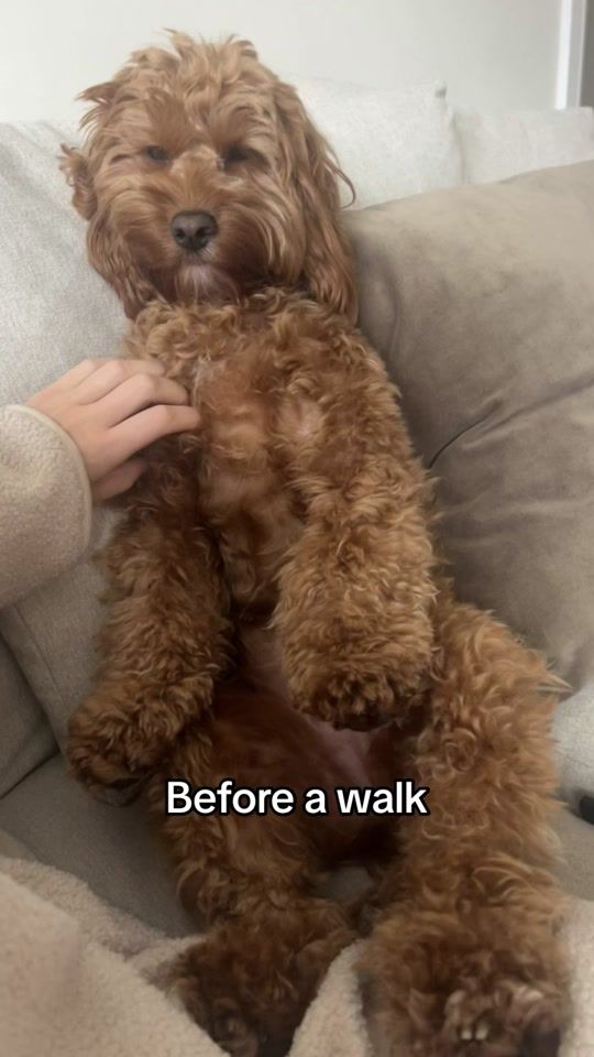 TikTok video thumbnail by cockapoocallie_