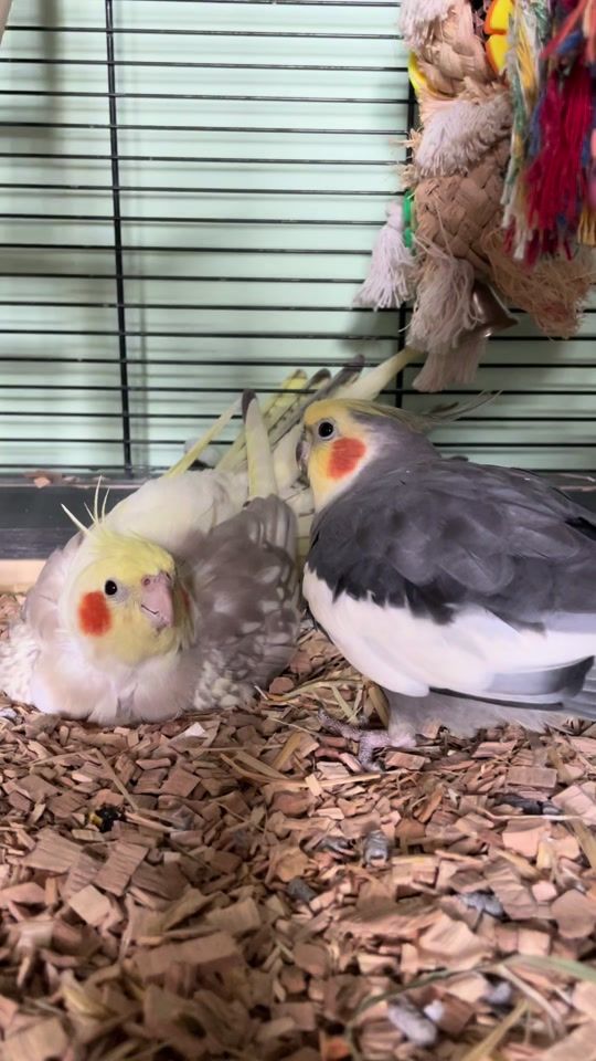 TikTok video thumbnail by mattt2281