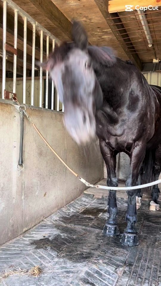 TikTok video thumbnail by equi._indy