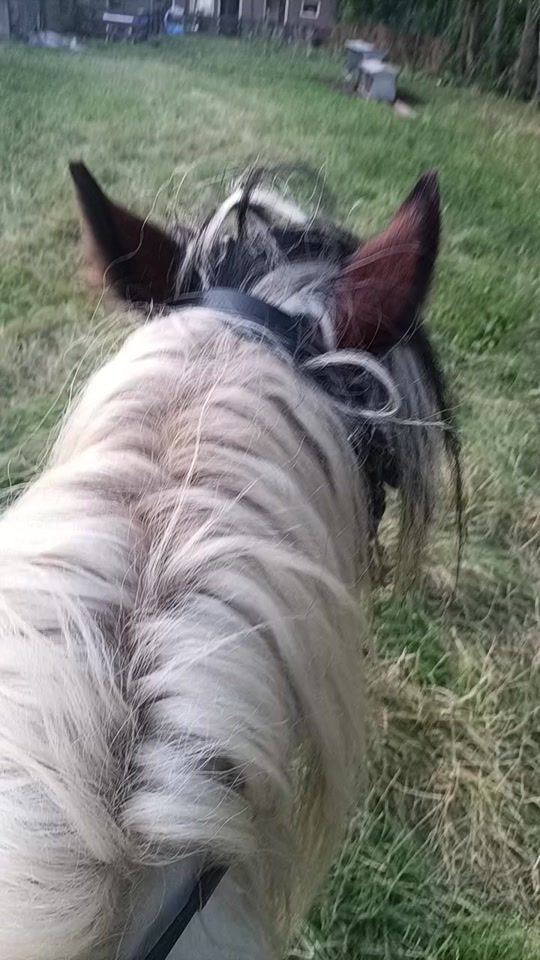 TikTok video thumbnail by angeline_paarden