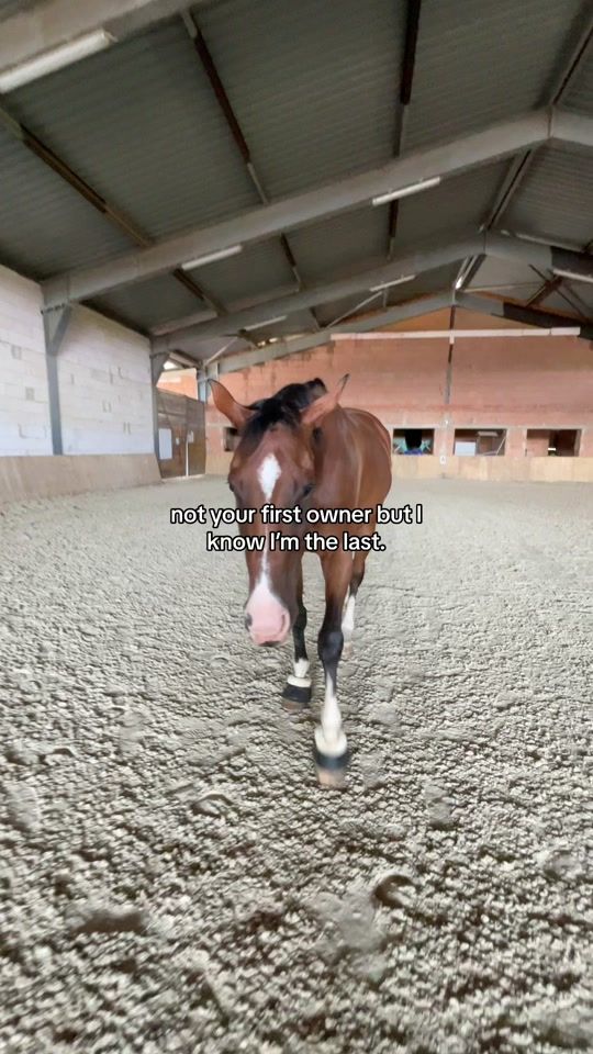 TikTok video thumbnail by navy_exracehorse