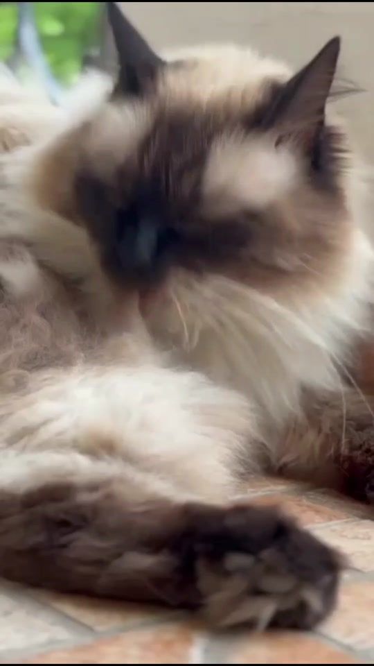 TikTok video thumbnail by bubbinaepillo