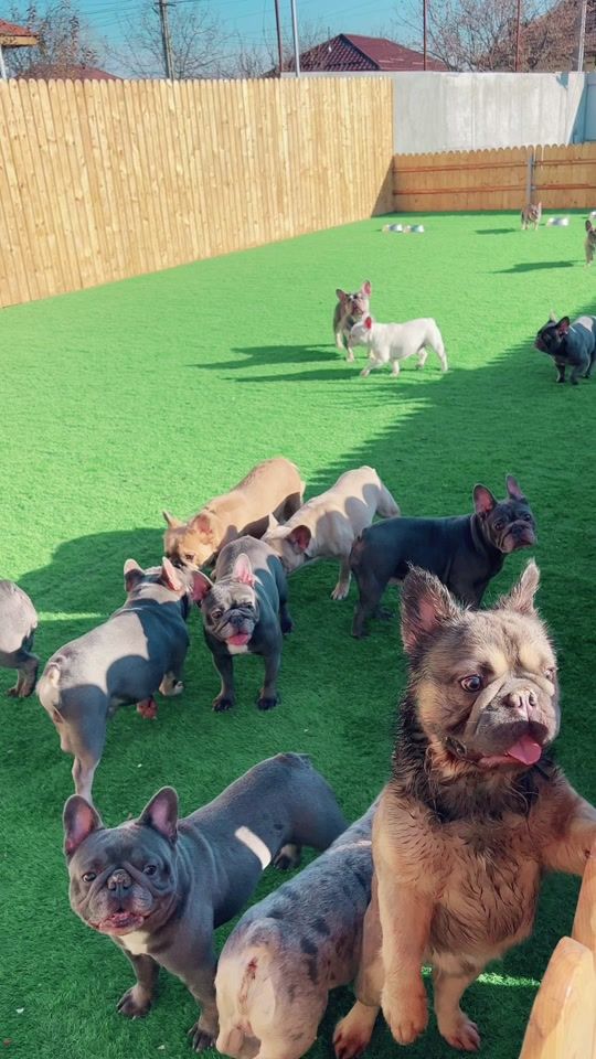 TikTok video thumbnail by frenchiehouse