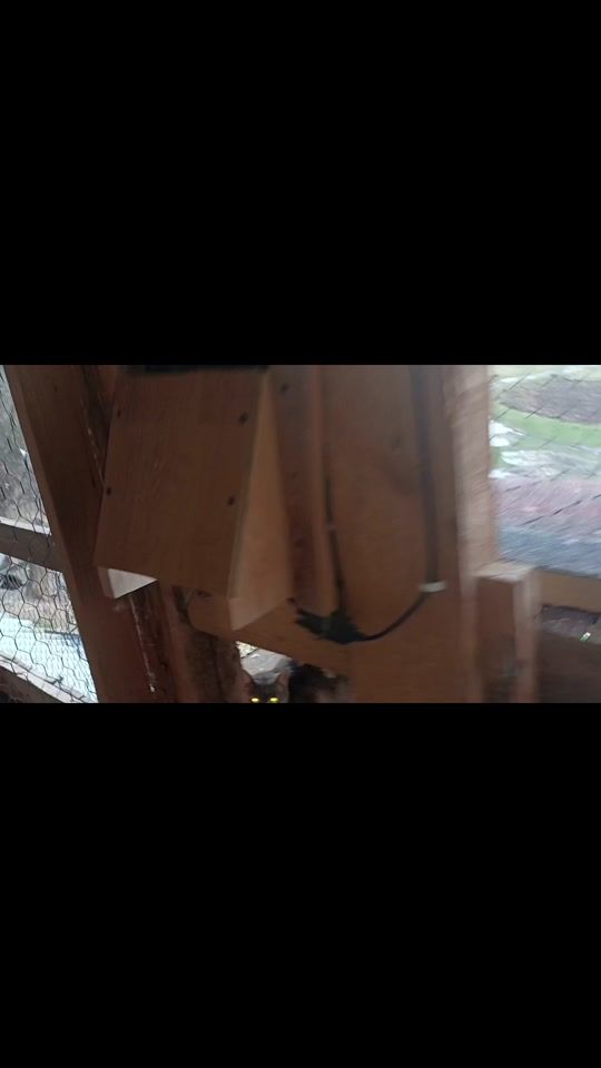 TikTok video thumbnail by porumbel_show