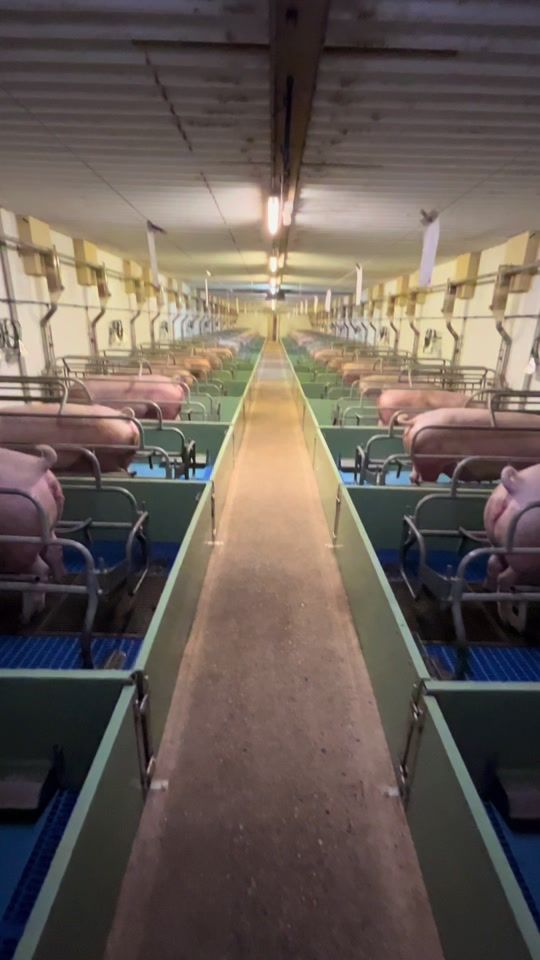 TikTok video thumbnail by stabilzone