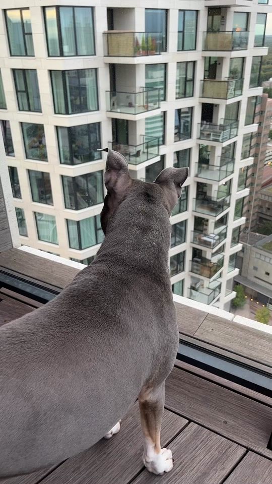 TikTok video thumbnail by thebonecracker1