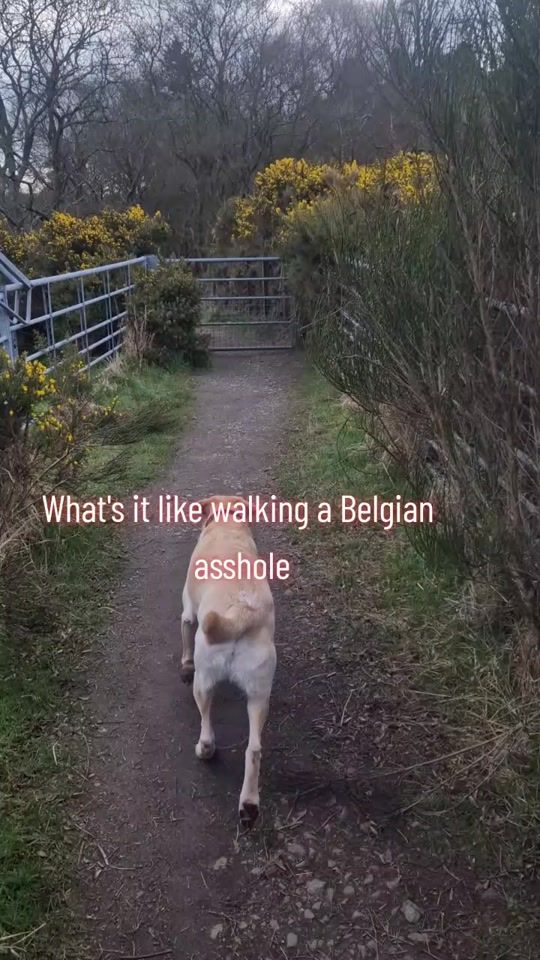 TikTok video thumbnail by ck9_dogtraining