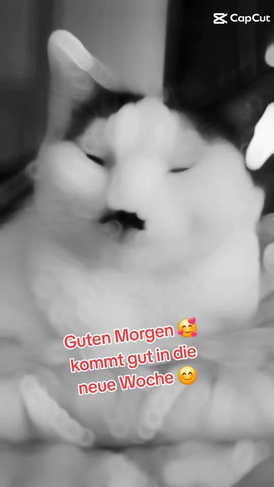 TikTok video thumbnail by _adolfchen_