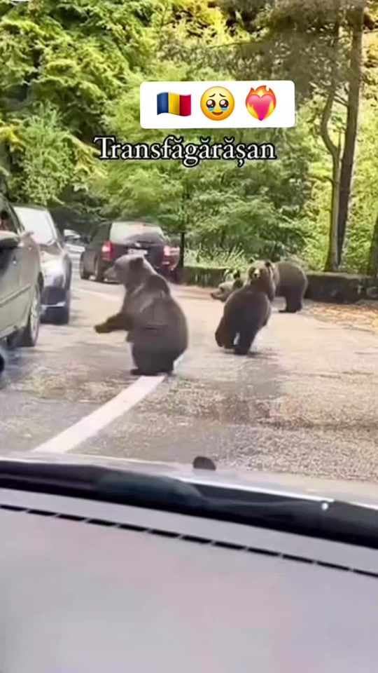TikTok video thumbnail by mamicadebaieti3