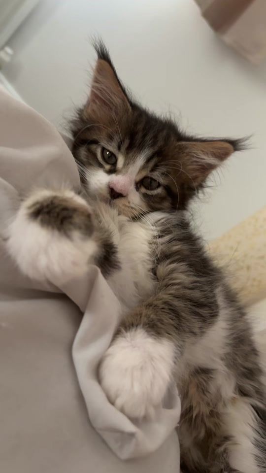 TikTok video thumbnail by enzopurrs