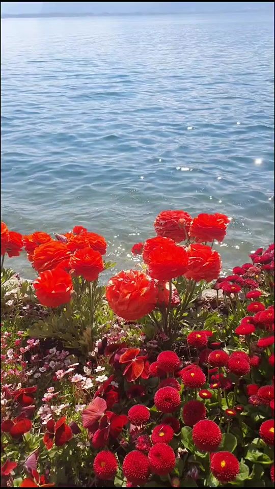 TikTok video thumbnail by hassan.style.64