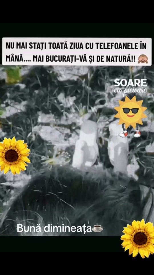 TikTok video thumbnail by silviu.laurentiu.dorohoi