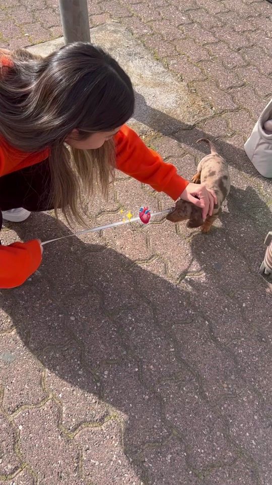 TikTok video thumbnail by lilothedachshund7