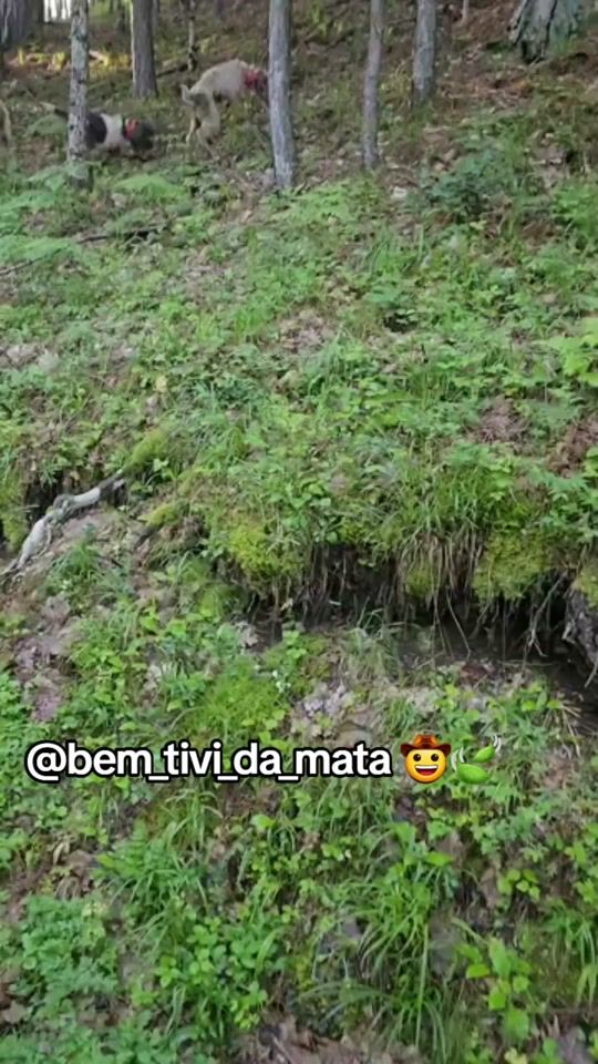 TikTok video thumbnail by bem_tivi_da_mata