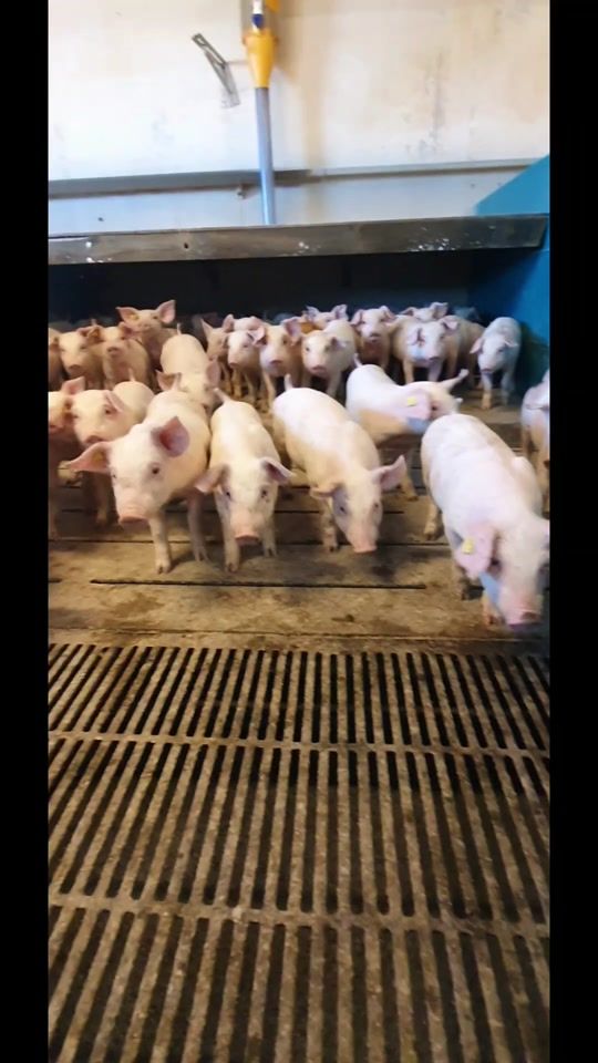 TikTok video thumbnail by gnizdo.dk