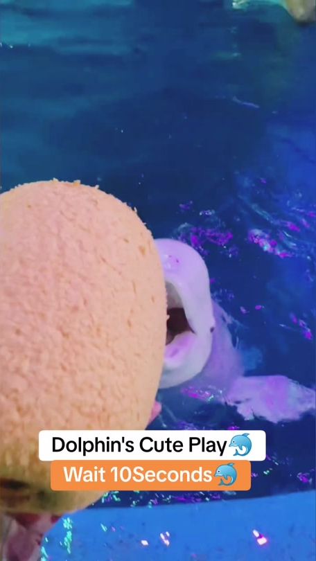 TikTok video thumbnail by petfeedings