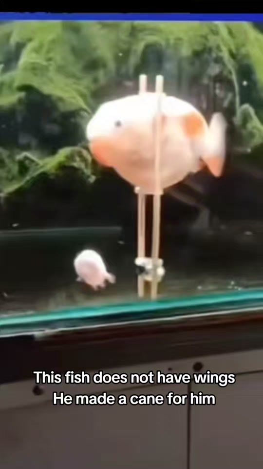TikTok video thumbnail by 3rfa9