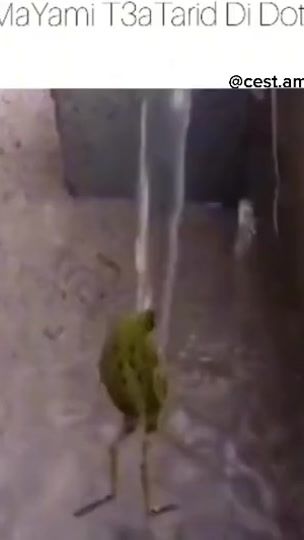 TikTok video thumbnail by cest.amazigh