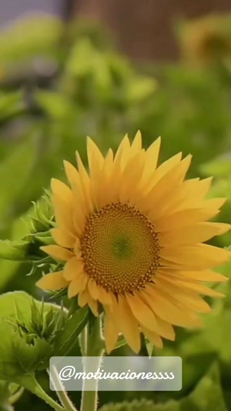 TikTok video thumbnail by motivacionessss