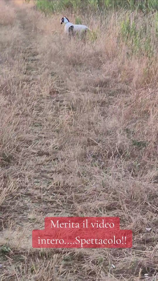 TikTok video thumbnail by emynesi