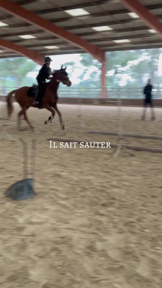 TikTok video thumbnail by cha_equestrian