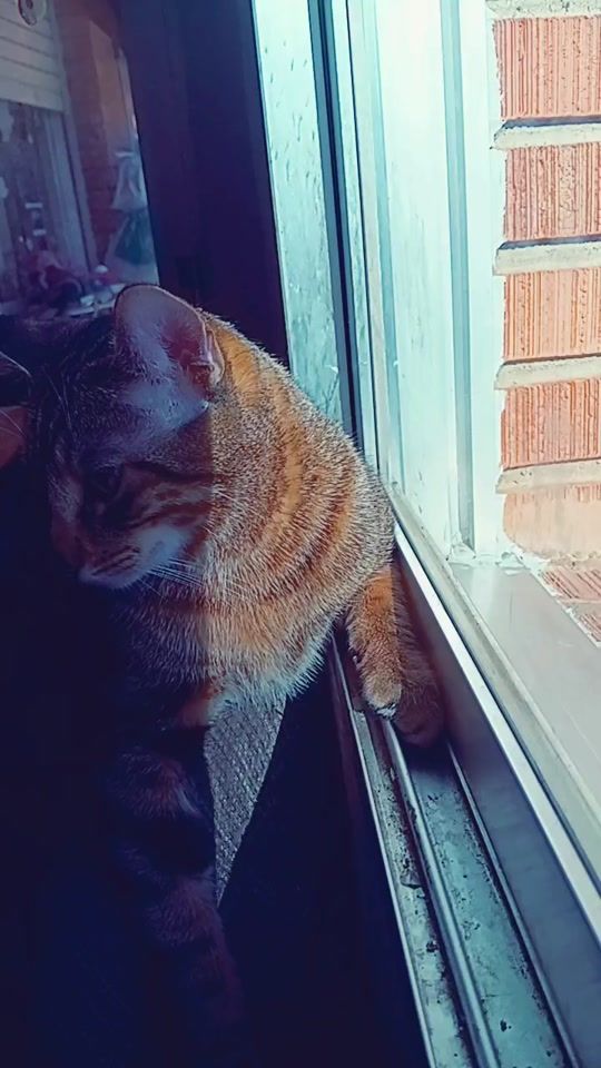 TikTok video thumbnail by romeo_rorro