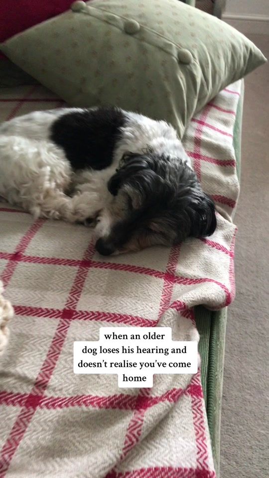 TikTok video thumbnail by adoptingolddogs