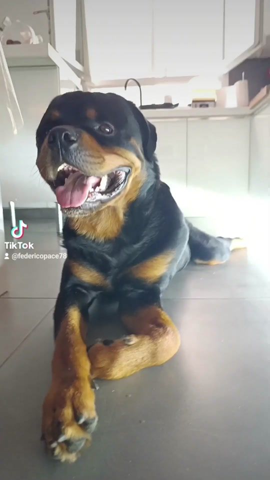 TikTok video thumbnail by federicopace78