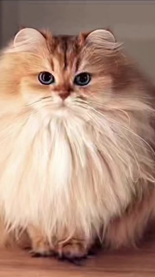 TikTok video thumbnail by mflonn