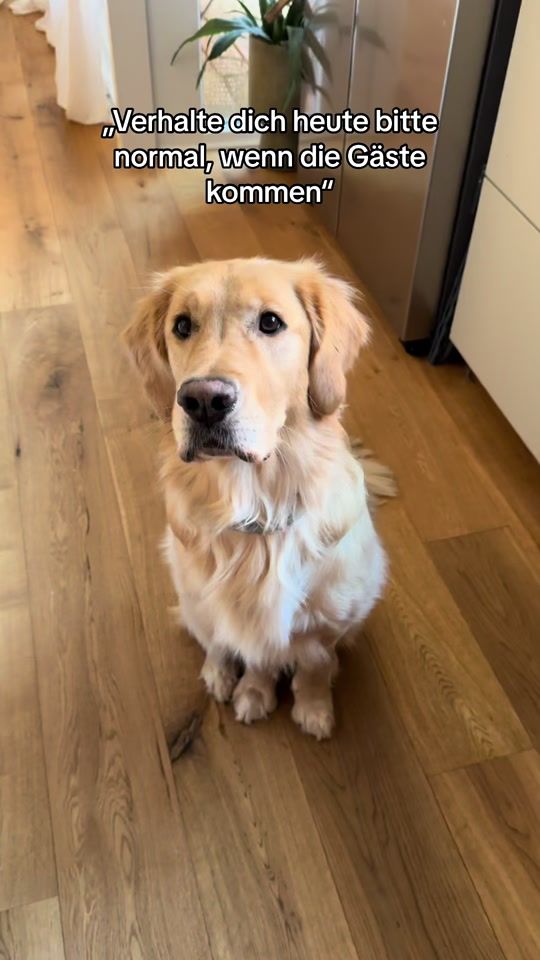TikTok video thumbnail by reesethegoldenretriever