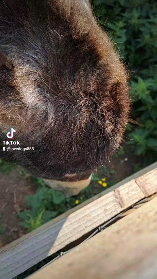 TikTok video thumbnail by duffy.34