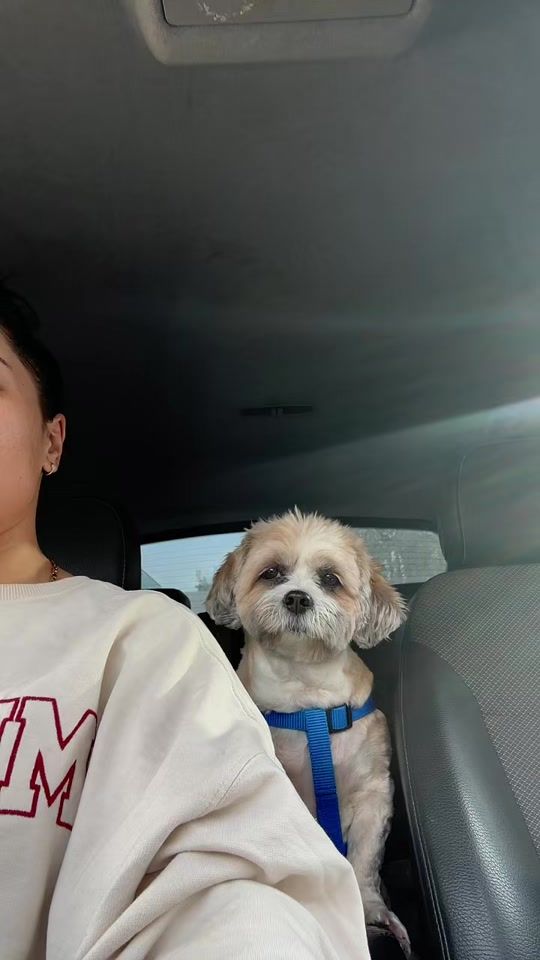 TikTok video thumbnail by florinelaionela24