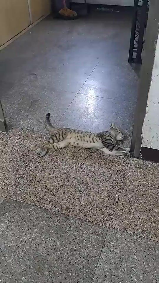 TikTok video thumbnail by 3rfa9