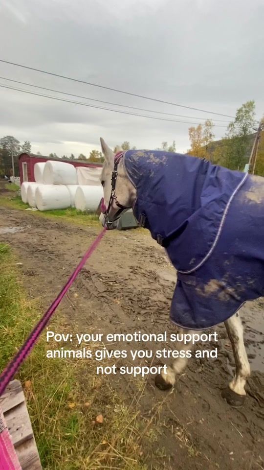 TikTok video thumbnail by liljakatrine