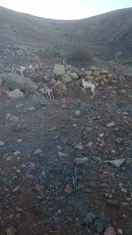 TikTok video thumbnail by dani.hernandez9