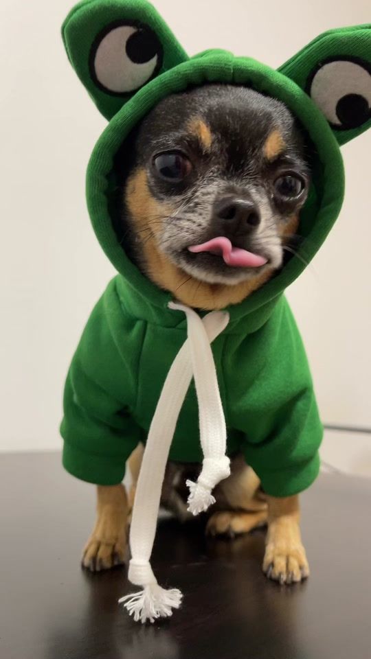 TikTok video thumbnail by messithechihuahua