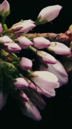 TikTok video thumbnail by lpvenature