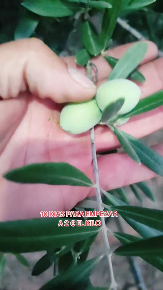 TikTok video thumbnail by kolelagricultor