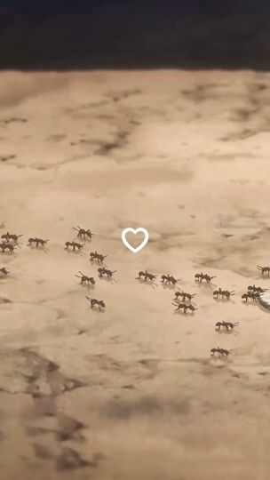 TikTok video thumbnail by scarajssjsjs