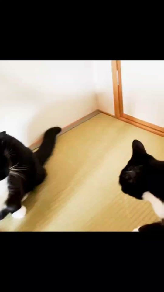 TikTok video thumbnail by graphymeow