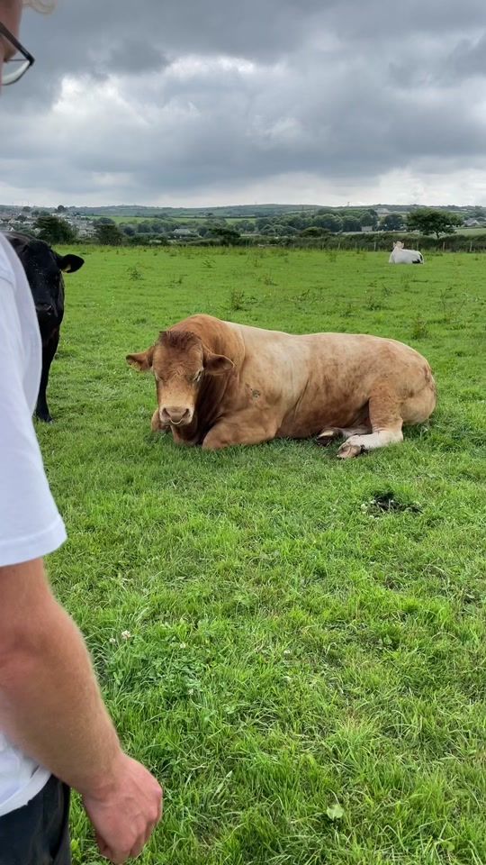 TikTok video thumbnail by adams_agri