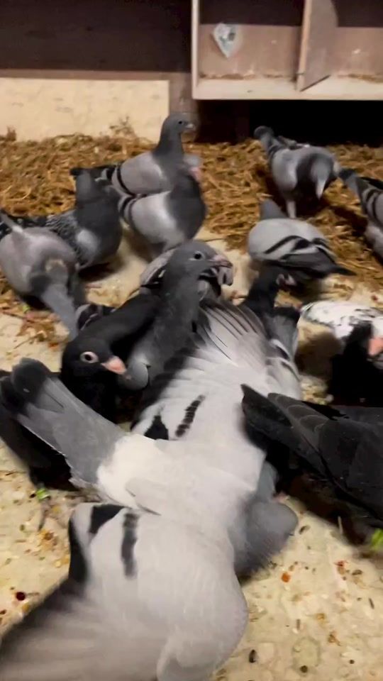 TikTok video thumbnail by sani_kaya